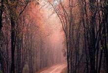 IM体育官方网站-威廉姆斯翻盘哈斯车队，拉塞尔惊艳四座的简单介绍